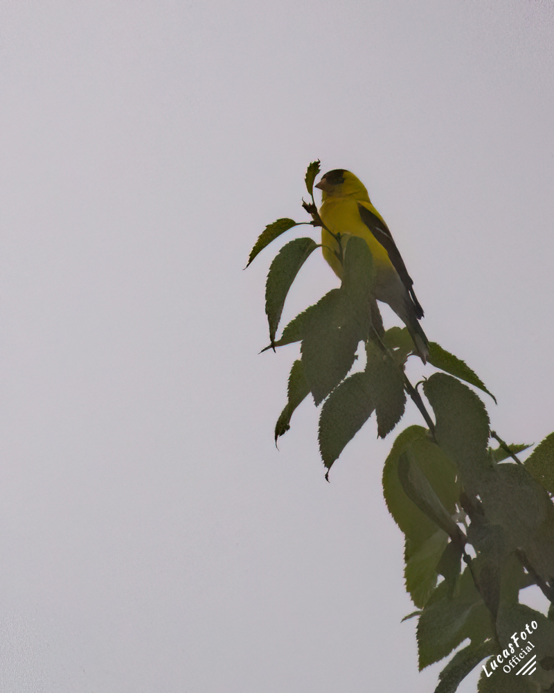 American Goldfinch
