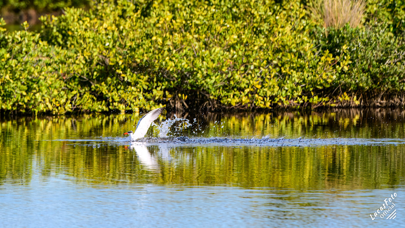 Caspian Tern