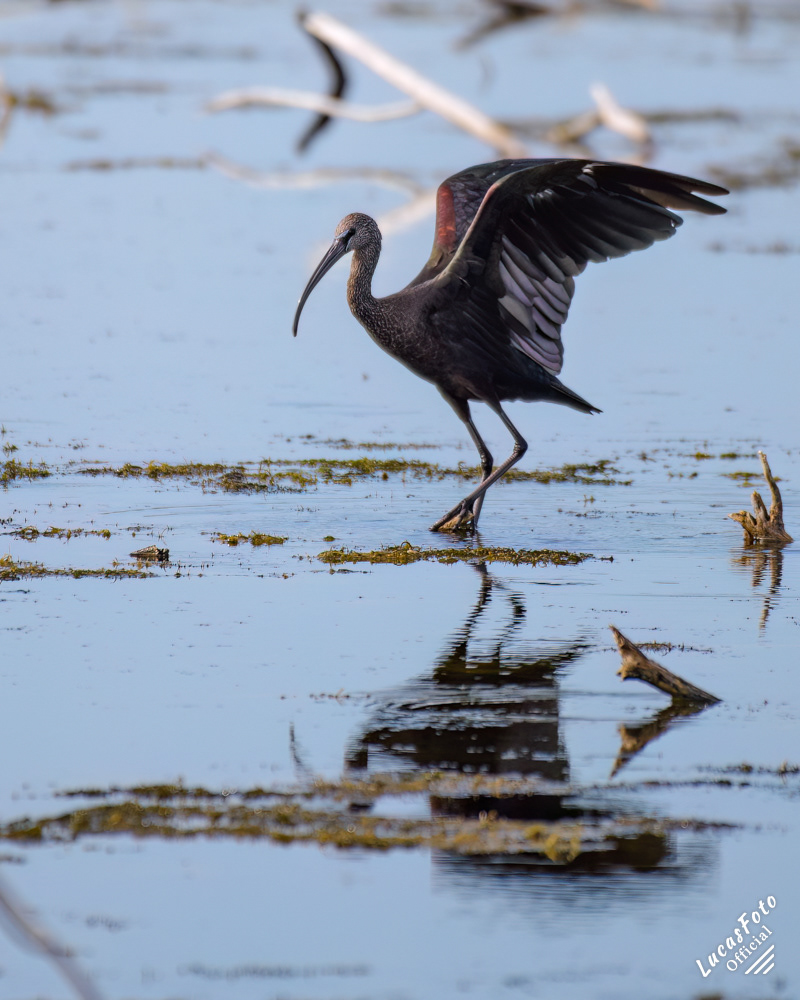 Glossy Ibis