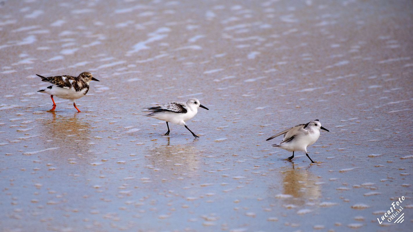 Ruddy Turnstone / Sanderling