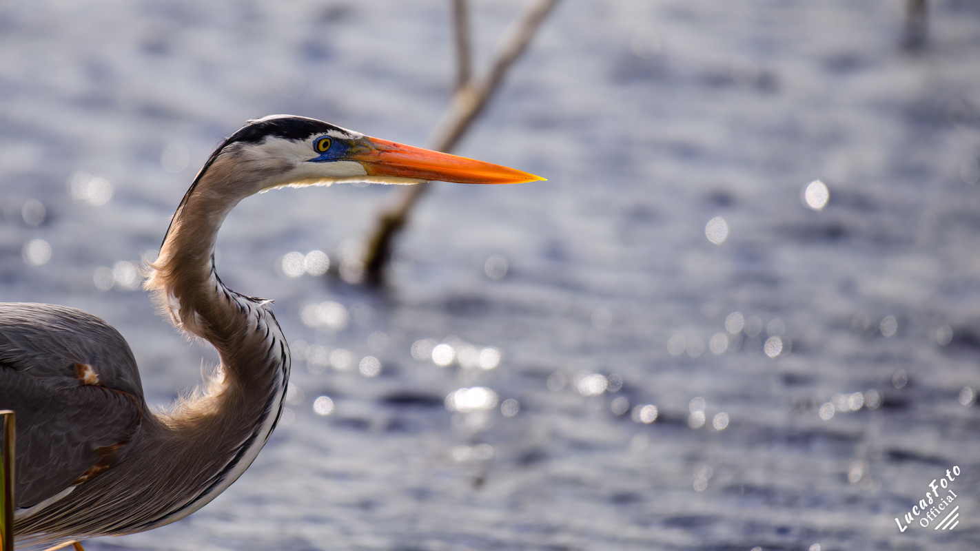 Great Blue Heron