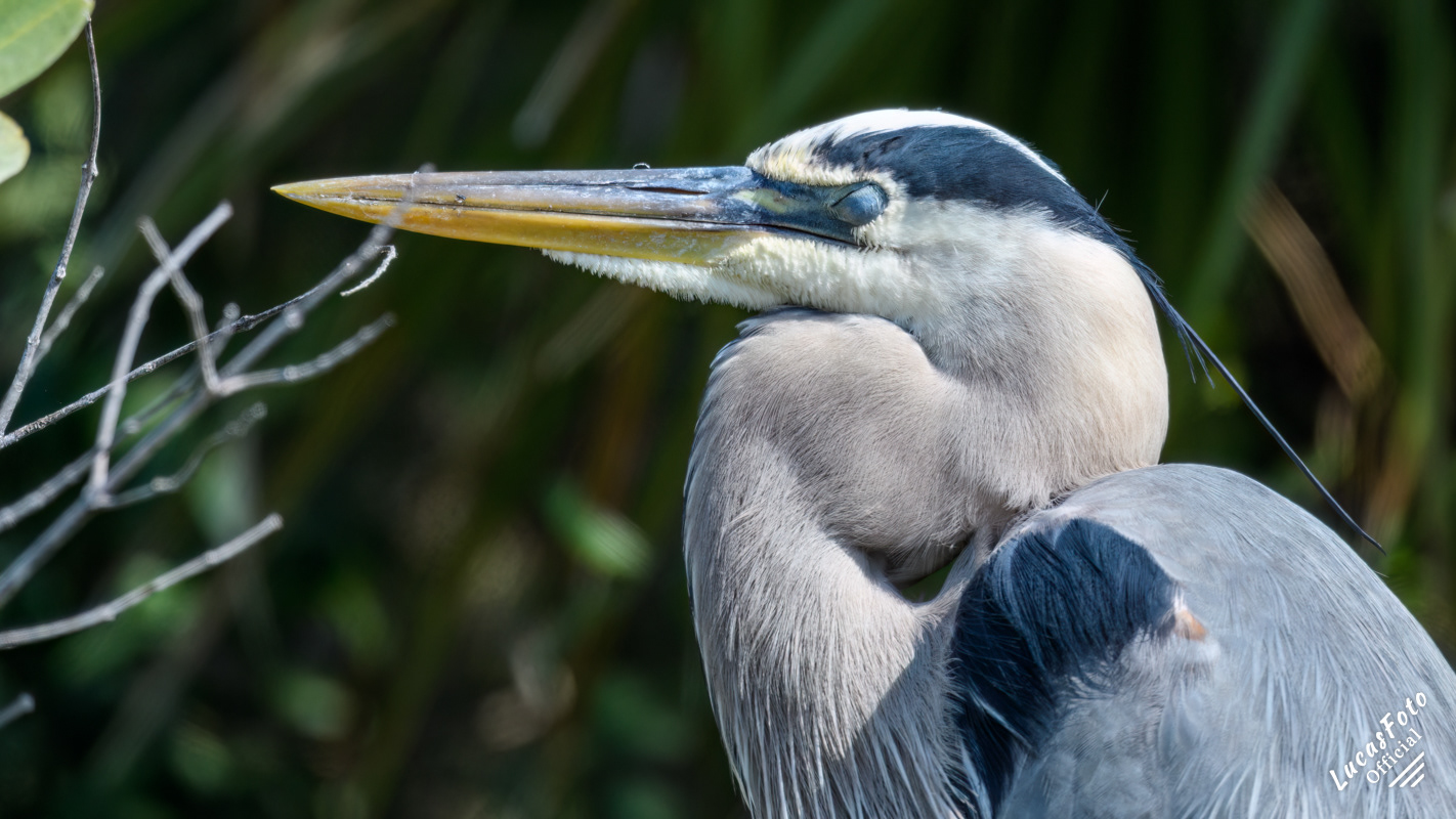 Great Blue Heron