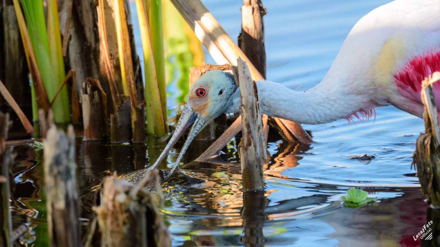 Roseate Spoonbill