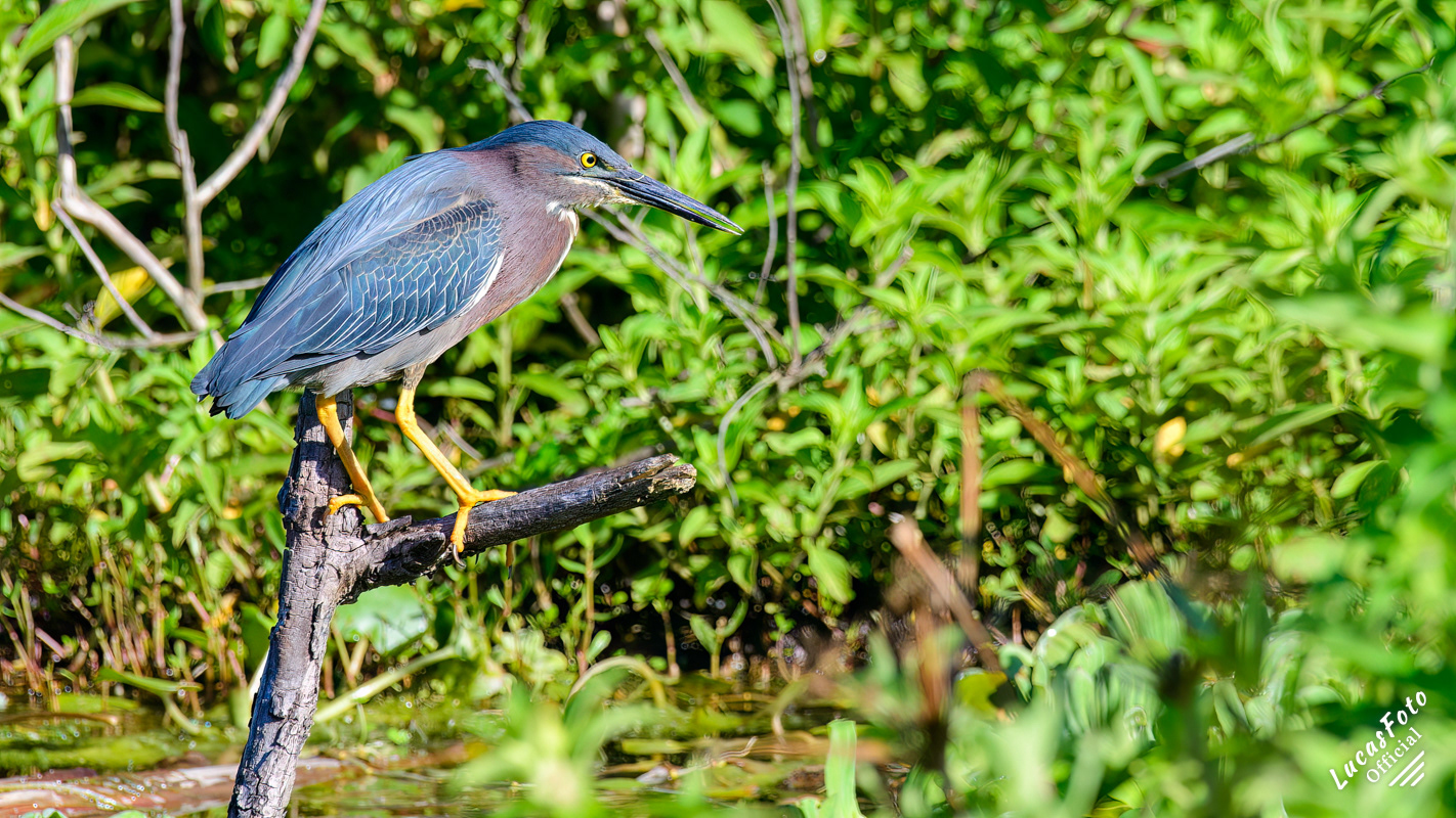 Green Heron