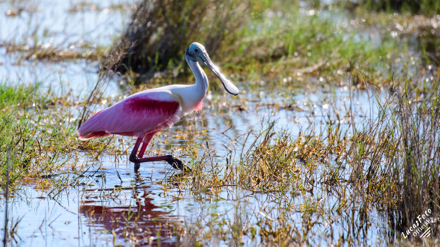 Roseate Spoonbill