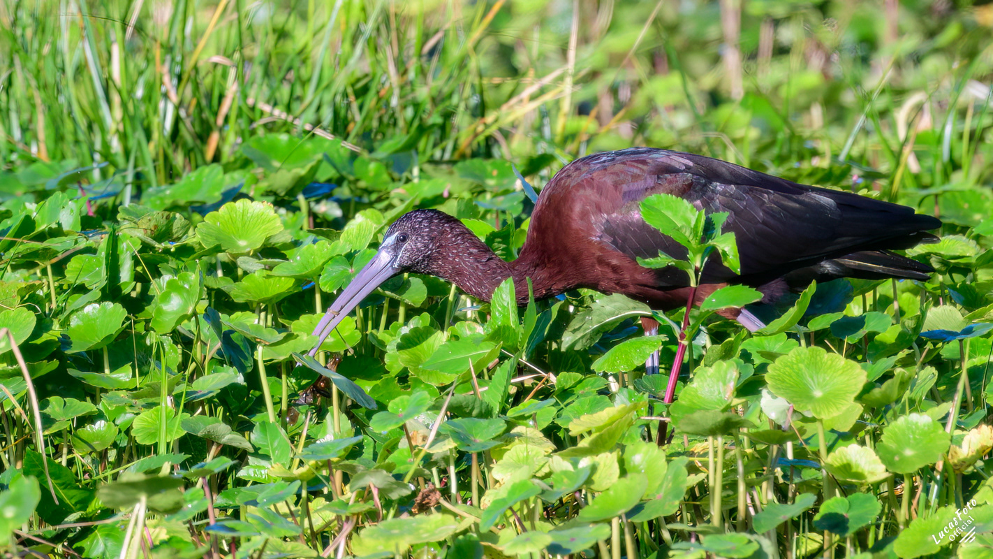 Glossy Ibis