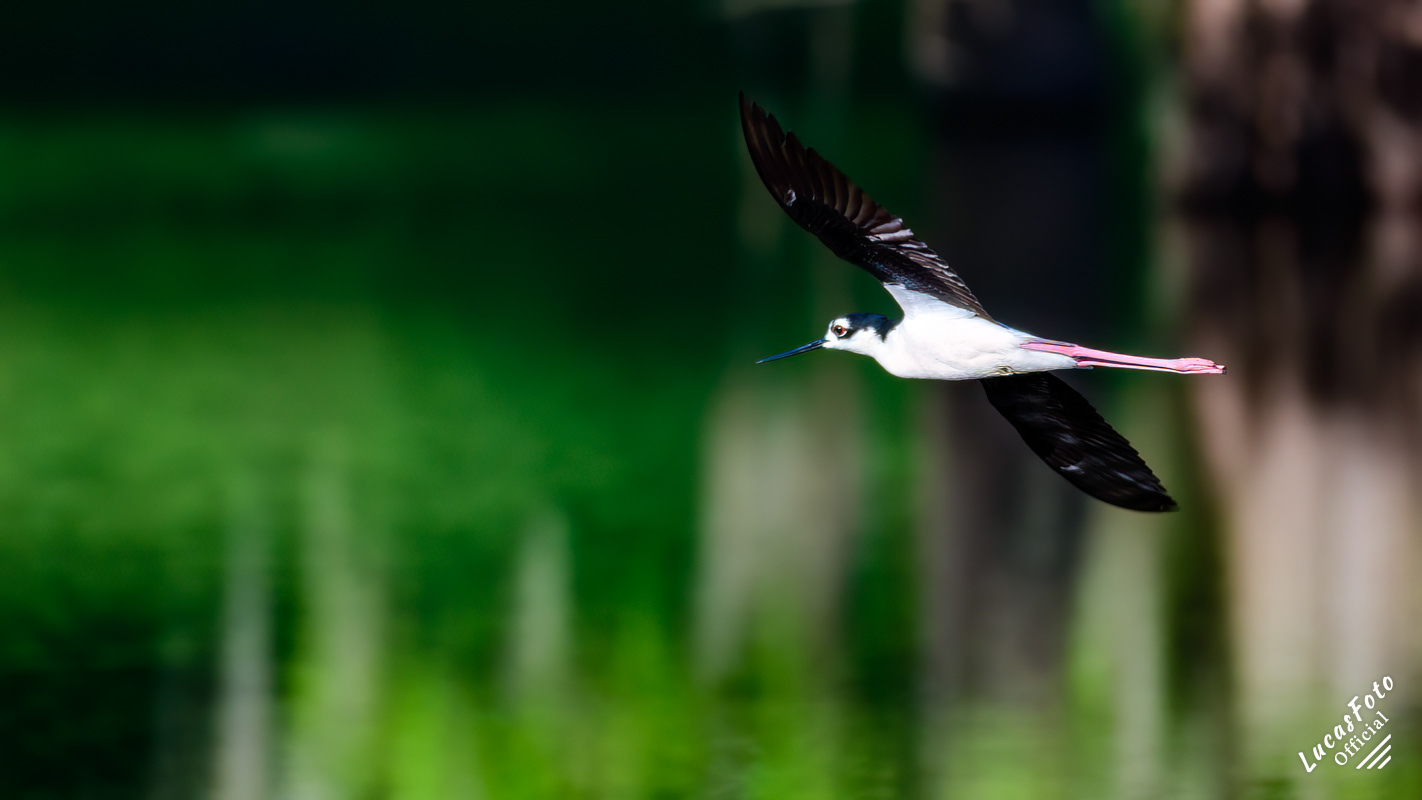 Black-necked Stilt