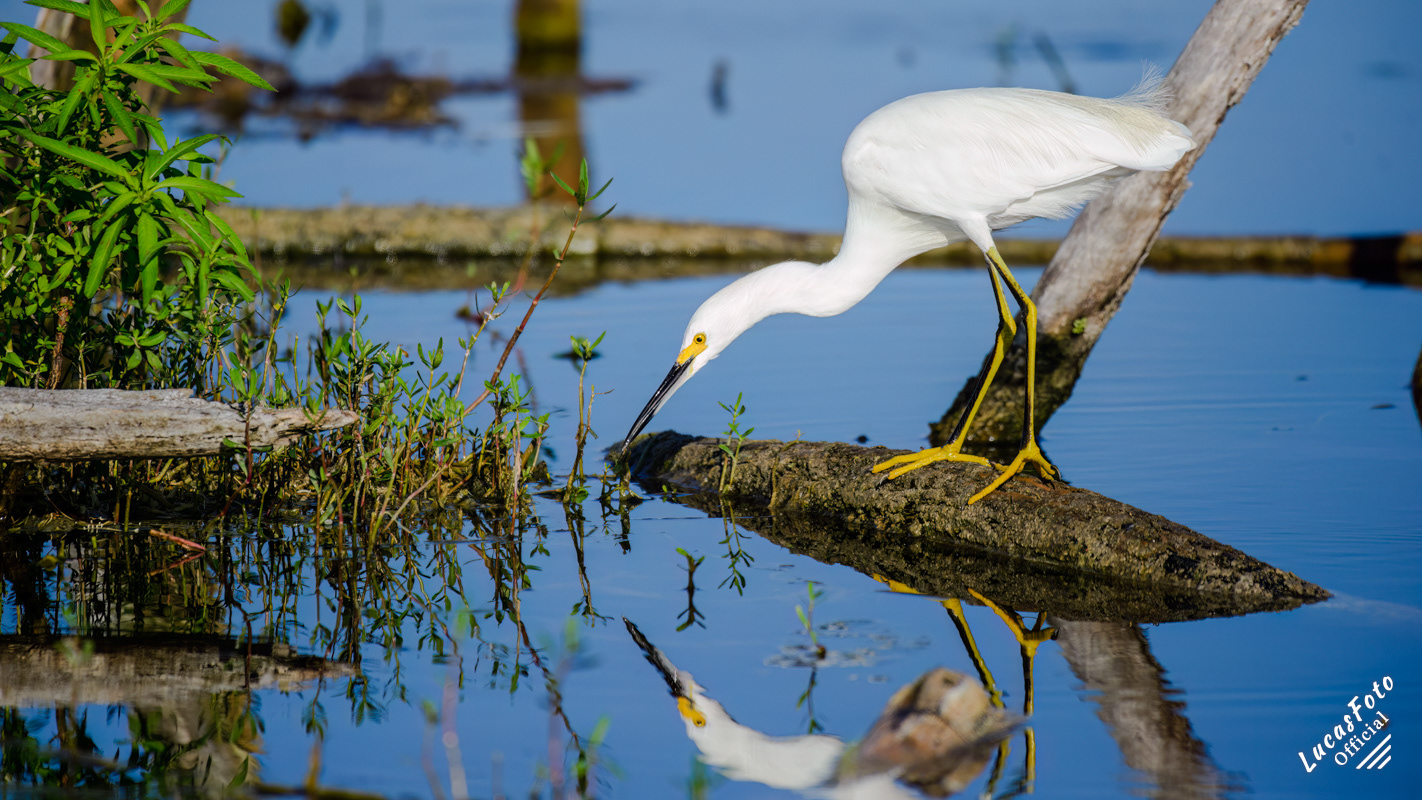 Snowy Egret