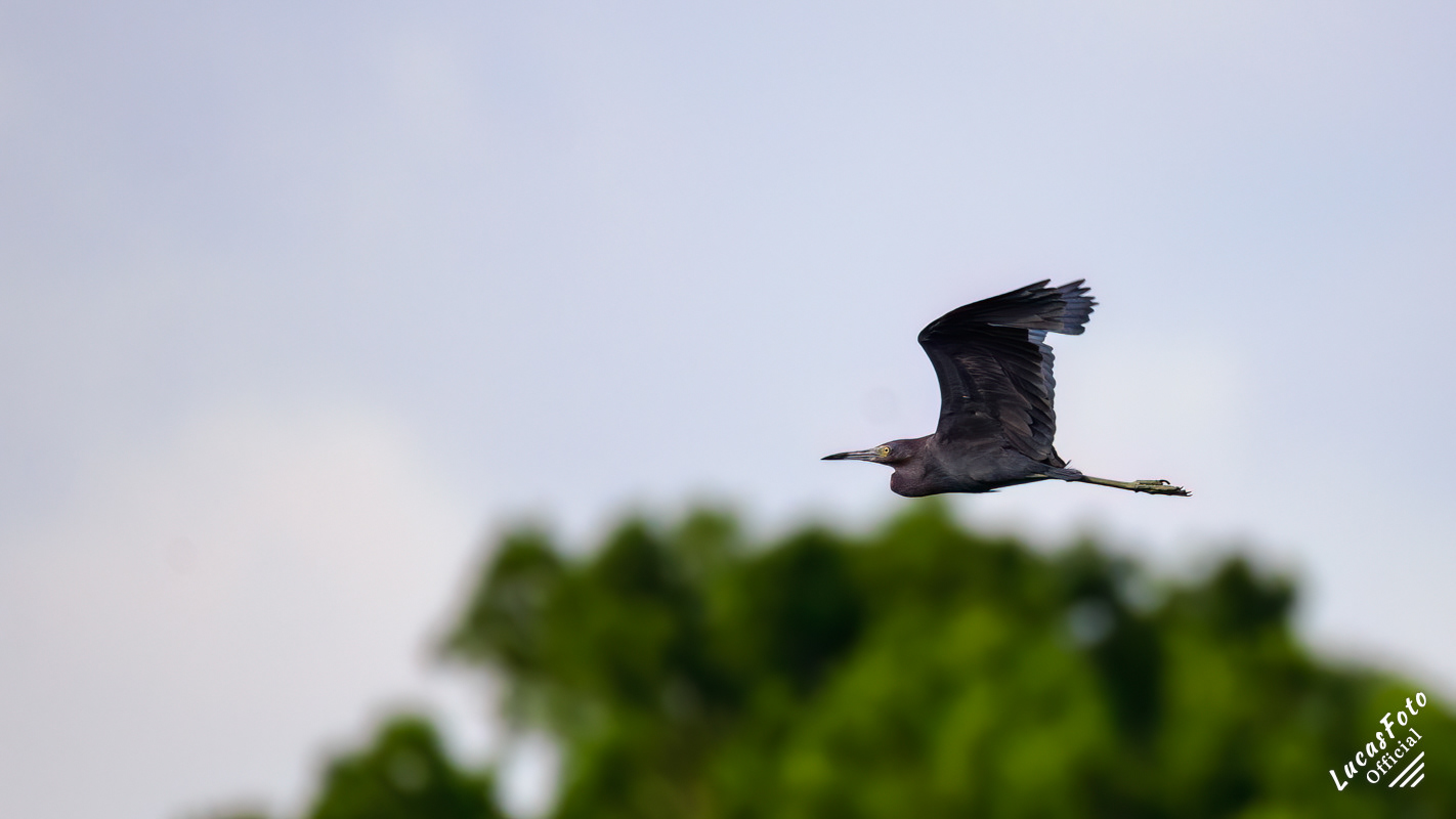 Little Blue Heron
