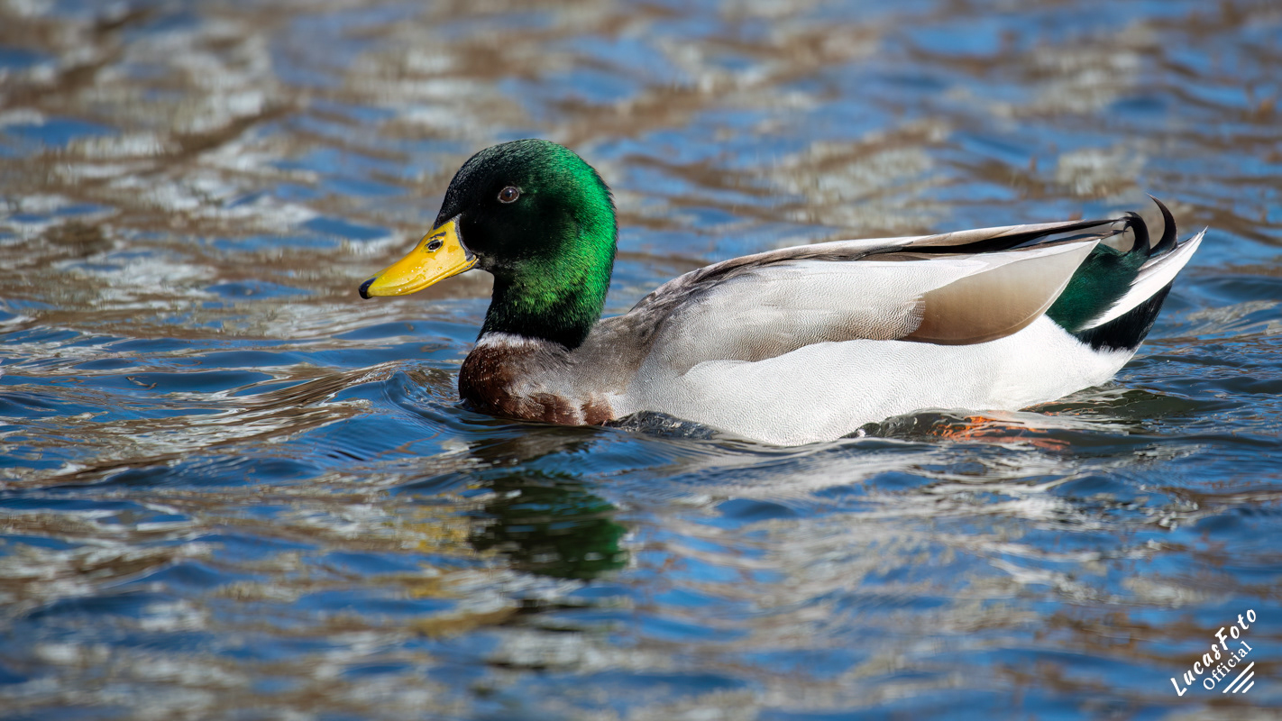 Mallard Duck