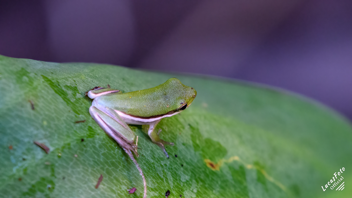 Green Treefrog
