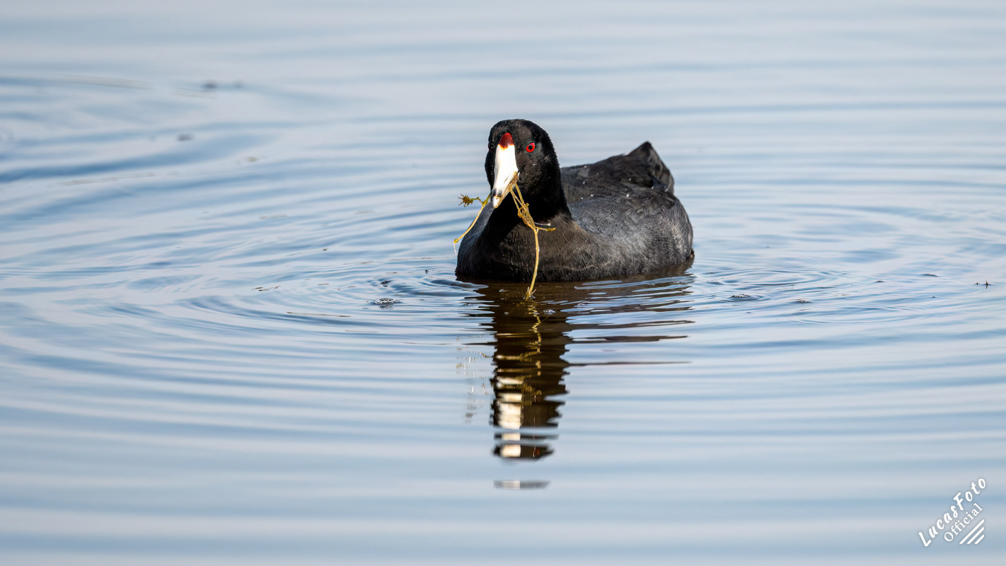 American Coot
