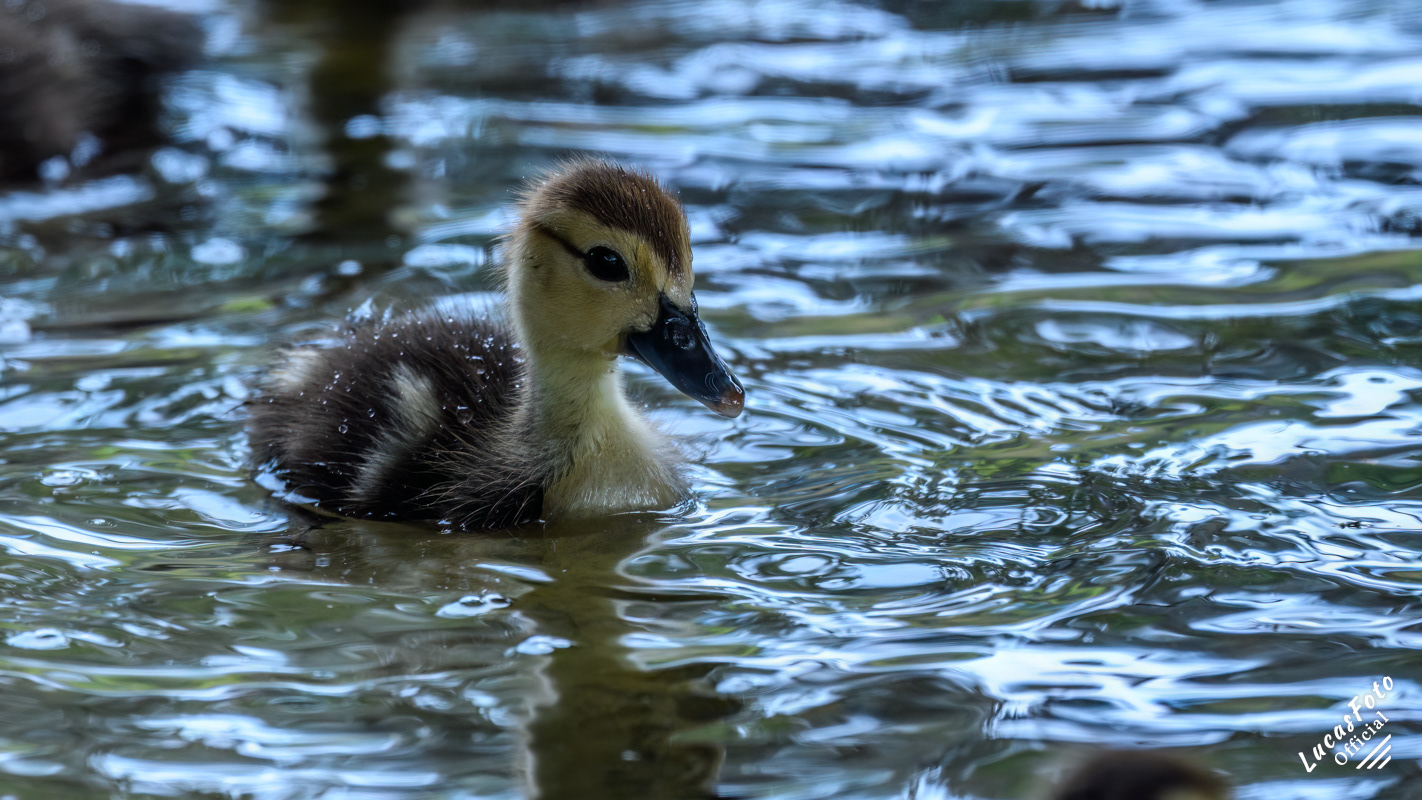 Muscovy Duck