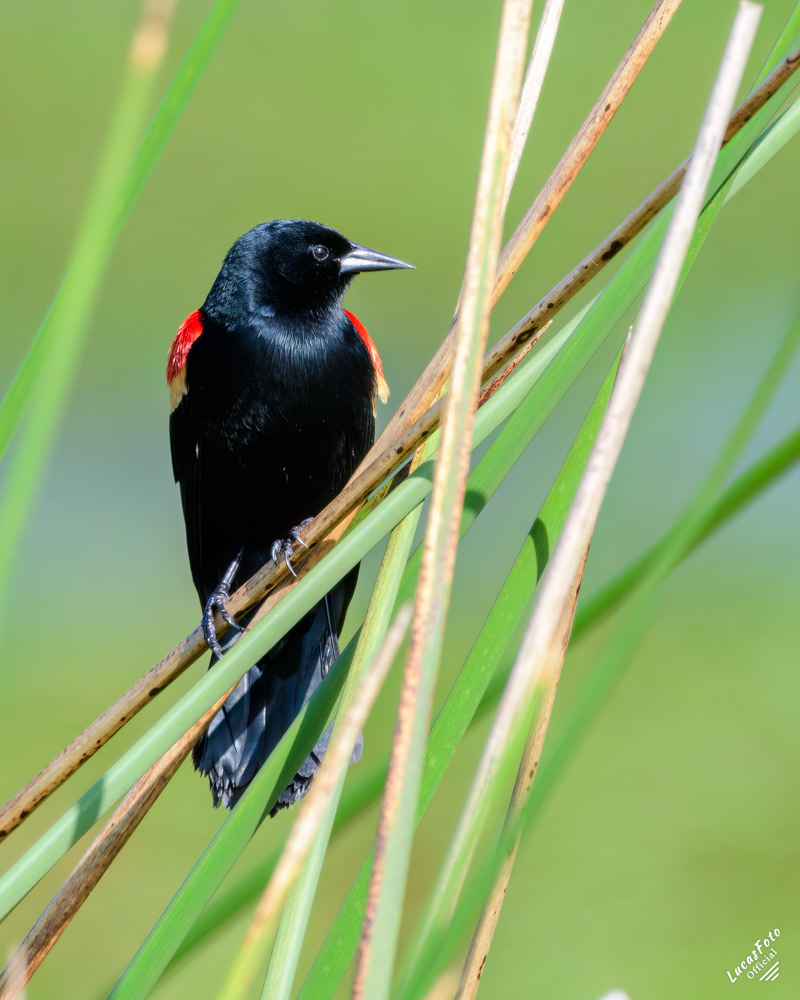 Red-winged Blackbird
