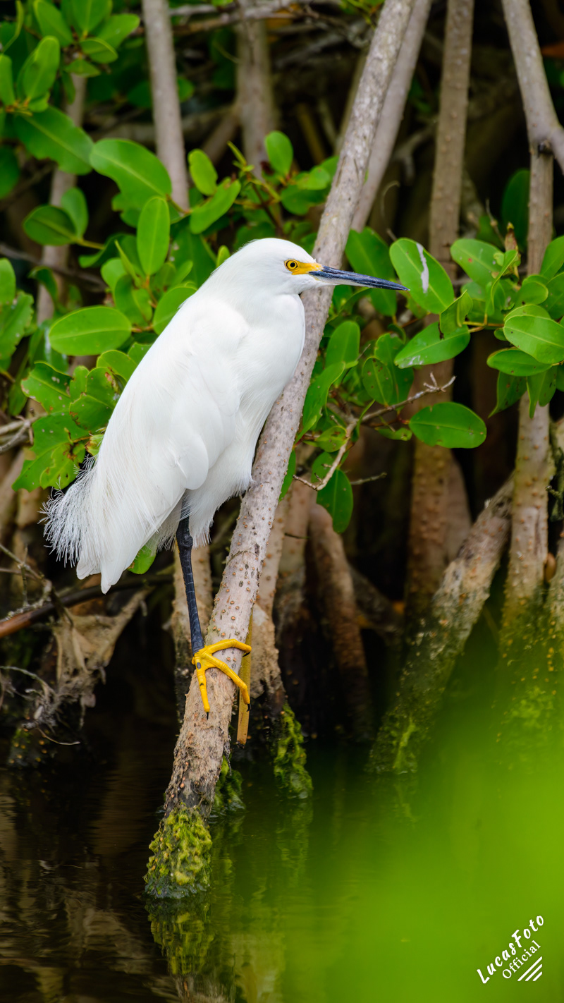 Snowy Egret