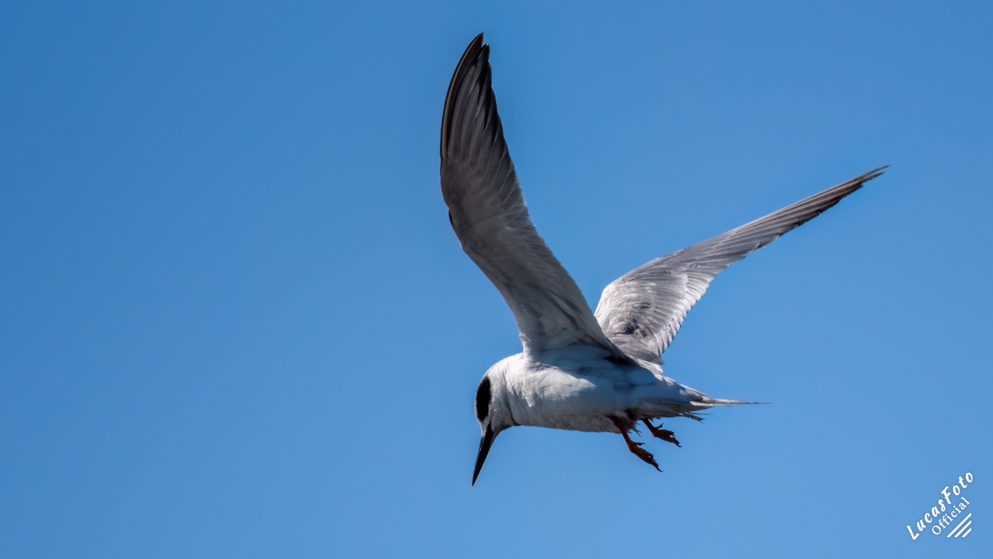 Forster's Tern