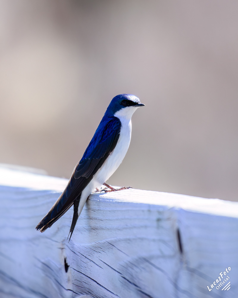 Tree Swallow