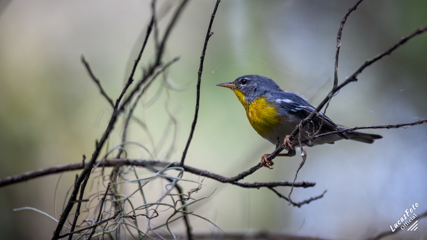 Northern Parula