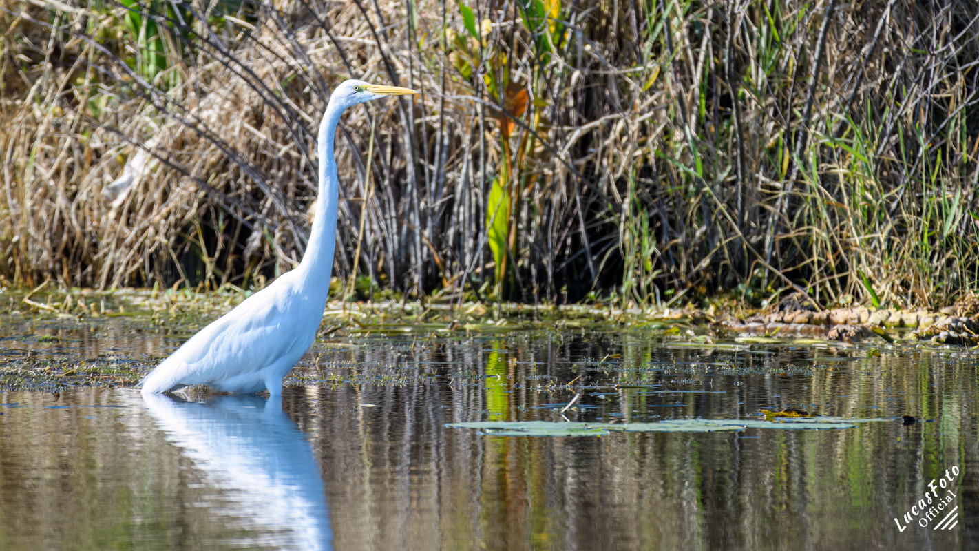 Great Egret