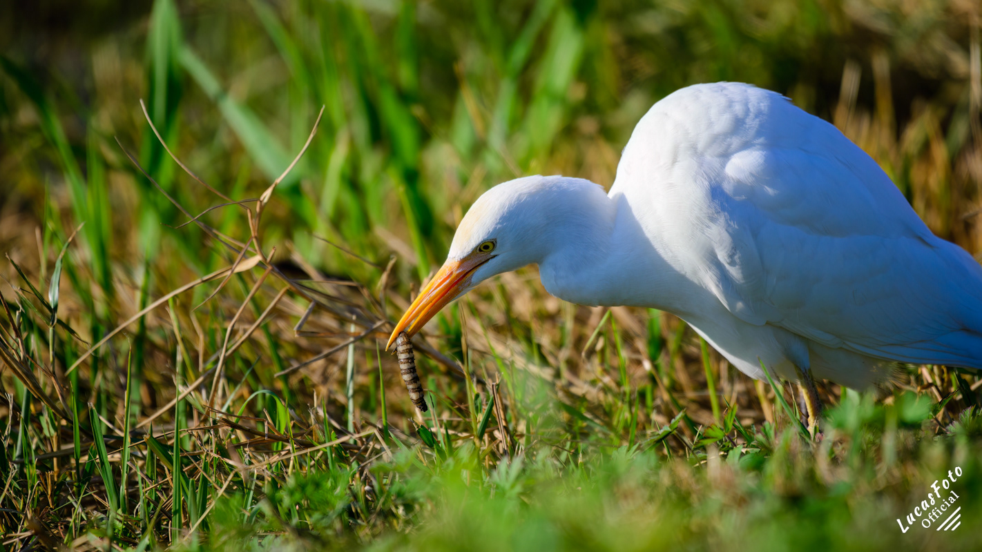 Cattle Egret