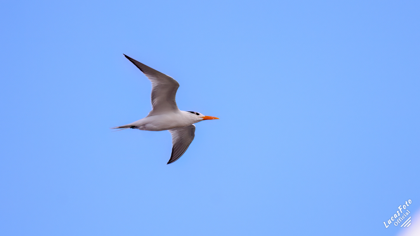 Royal Tern