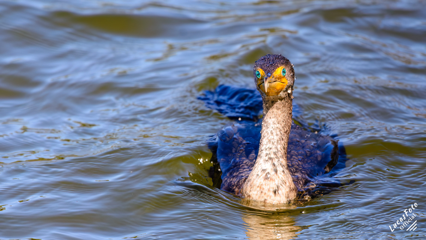 Double-crested Cormorant