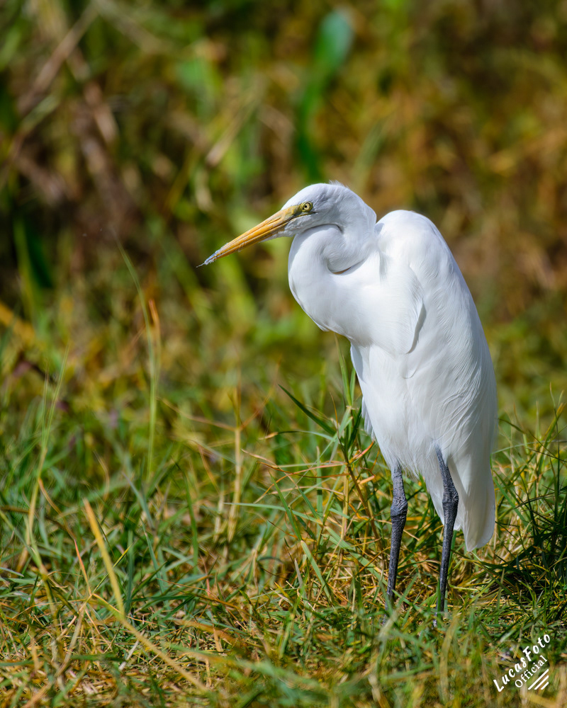 Great Egret