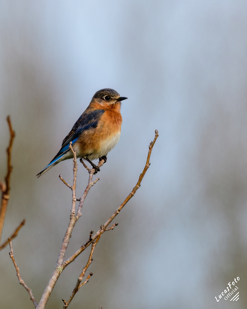 Eastern Bluebird