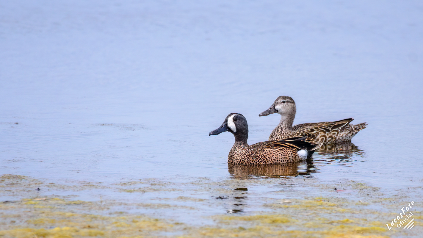 Blue-winged Teal