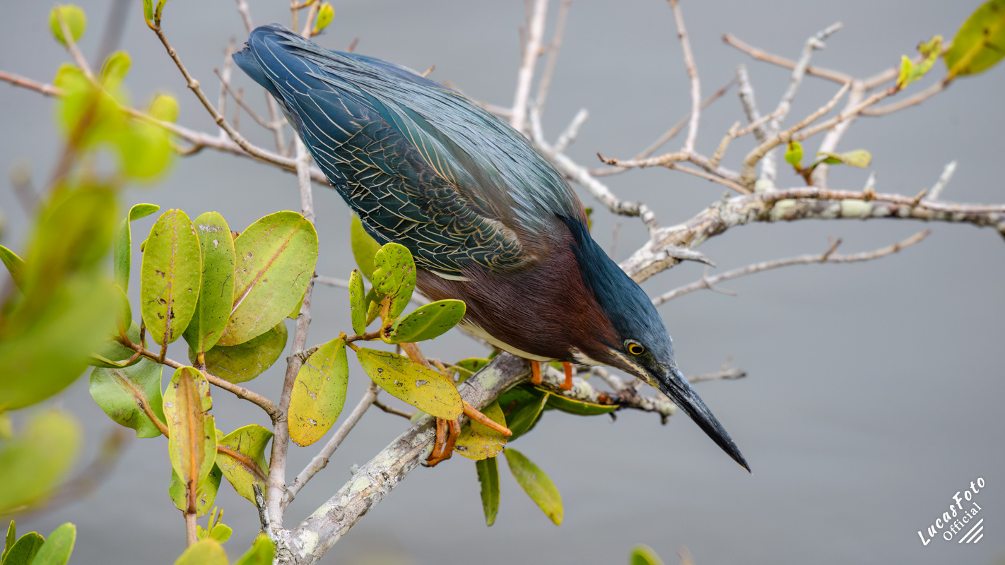 Green Heron