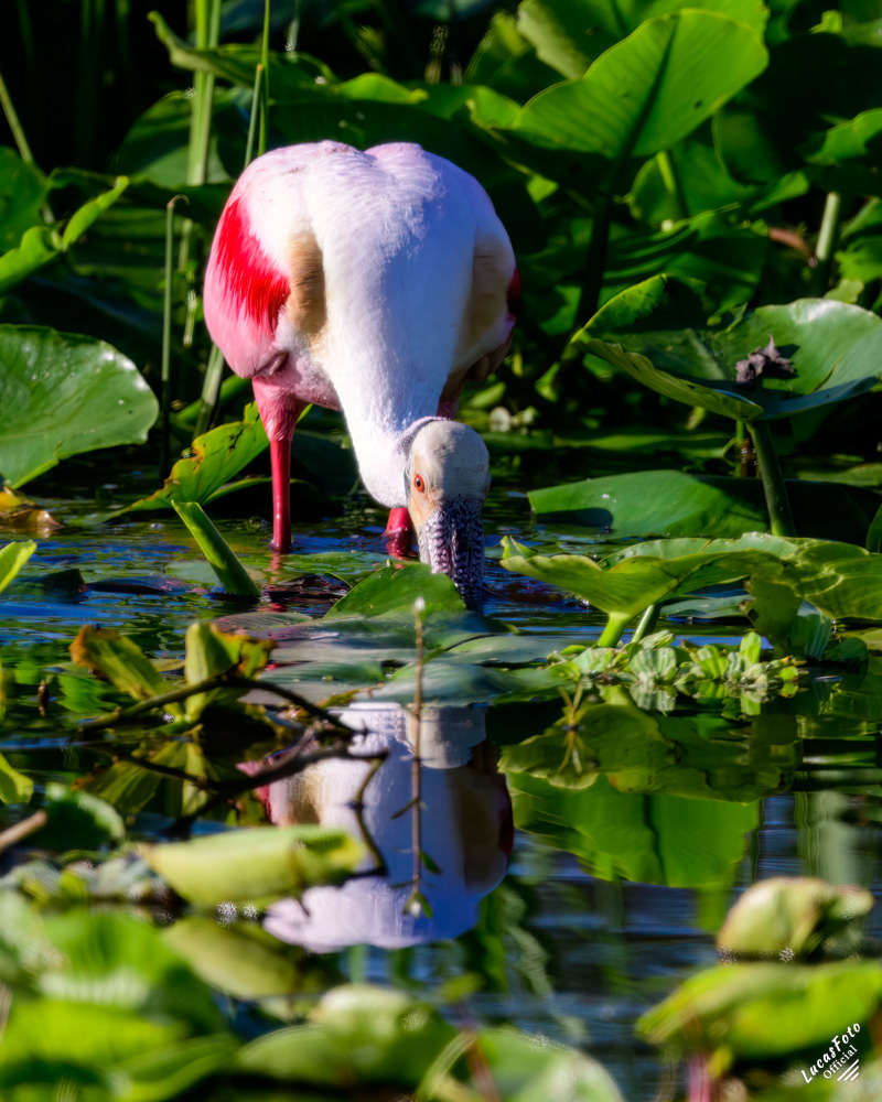 Roseate Spoonbill