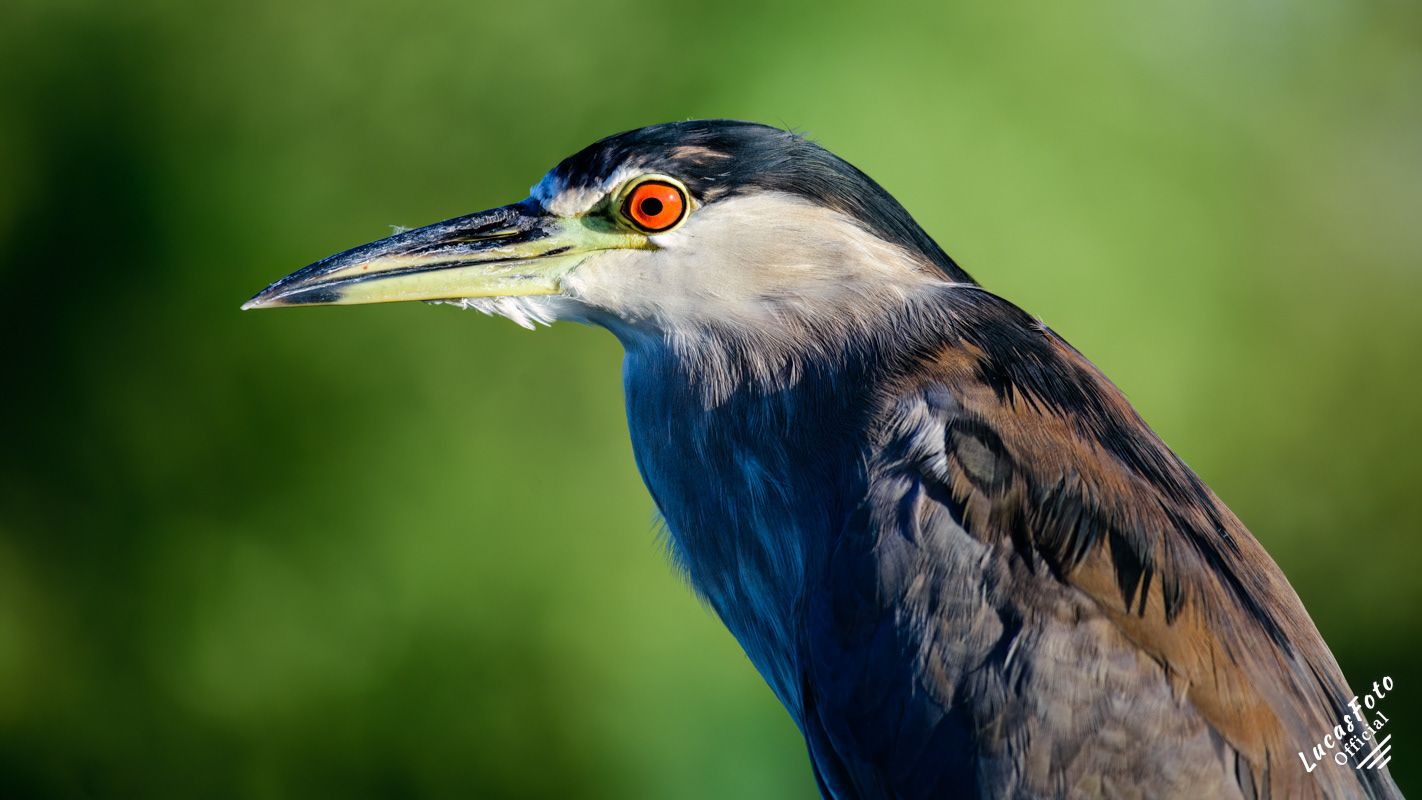 Black-crowned Night Heron