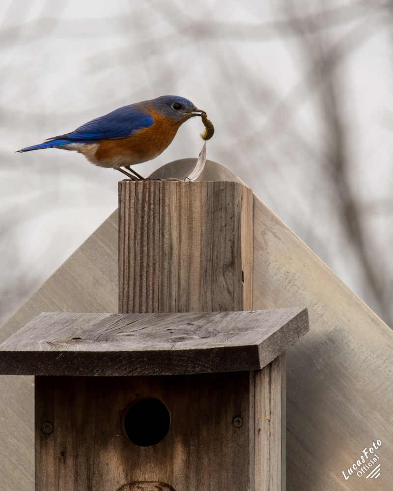 Eastern Bluebird