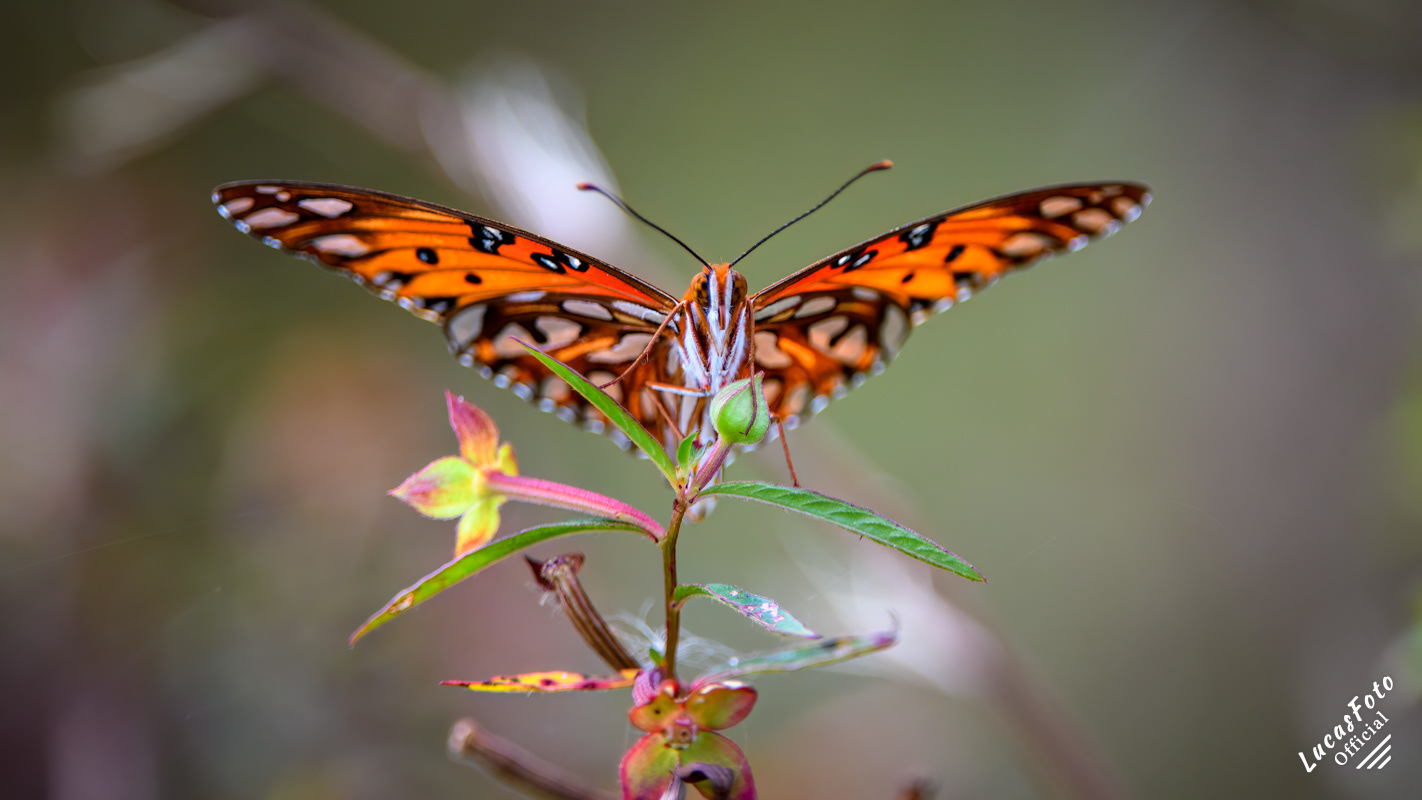 Gulf Fritillary