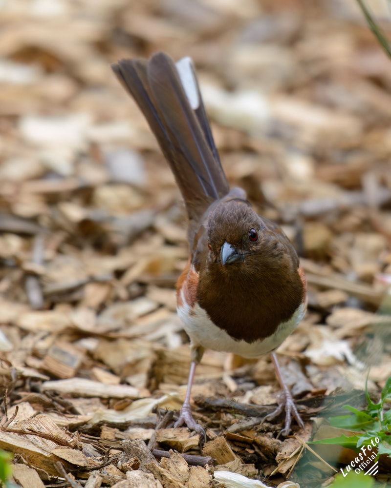 Eastern Towhee