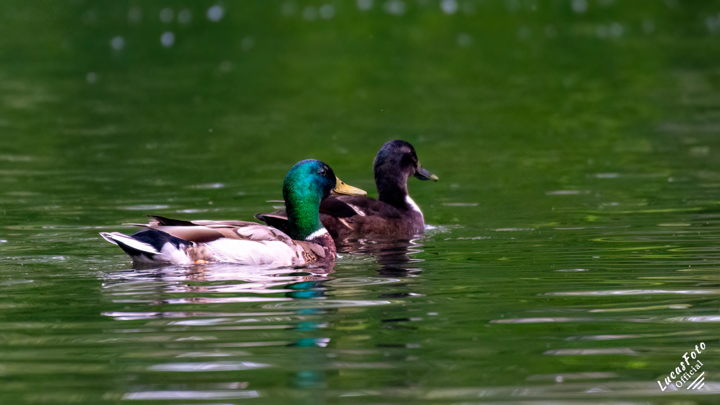 Mallard Duck