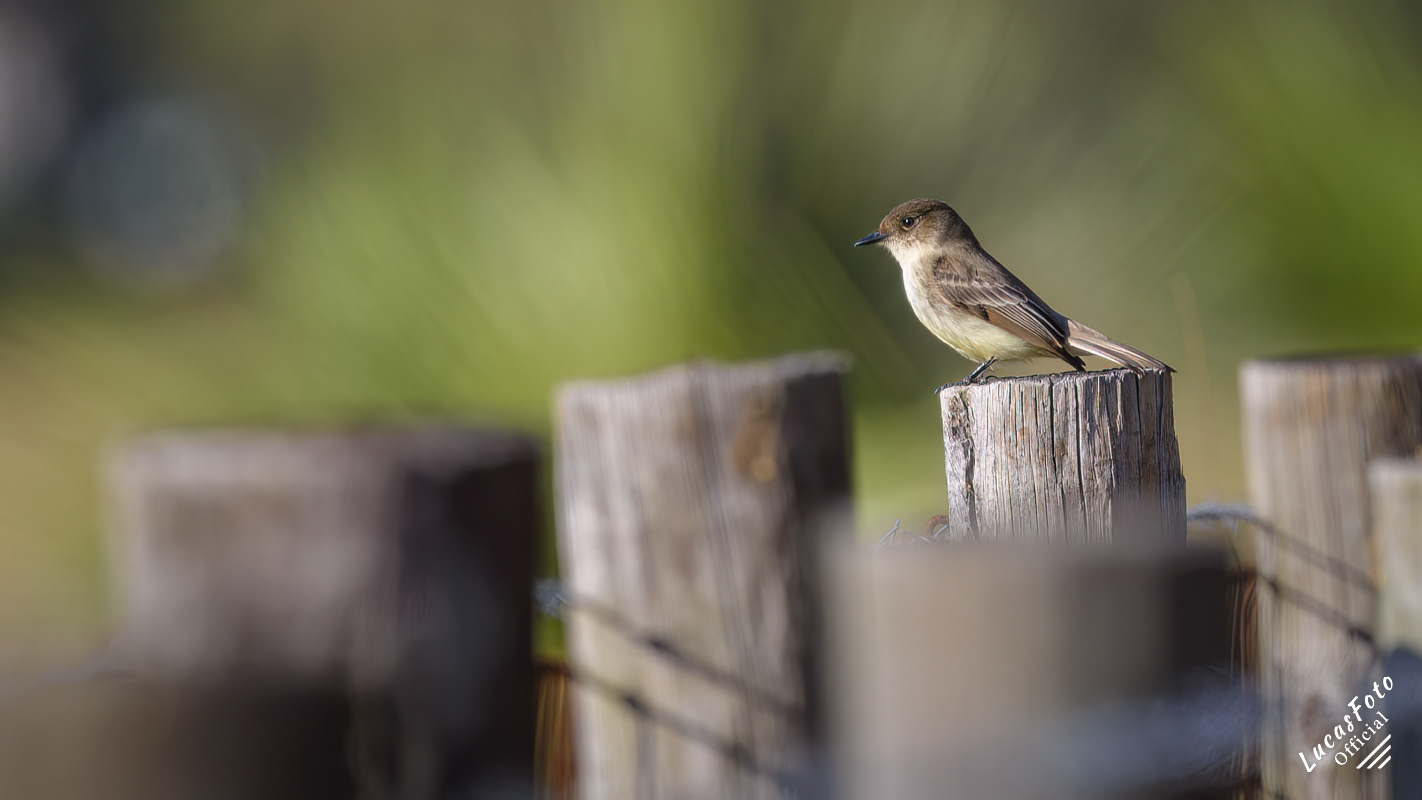 Eastern Phoebe