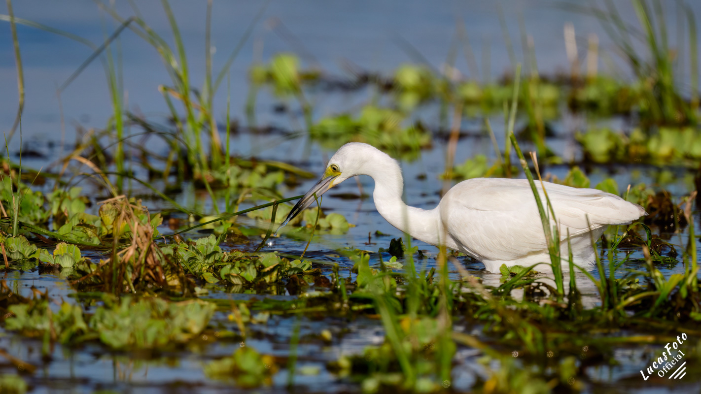 Juvenile Little Blue Heron