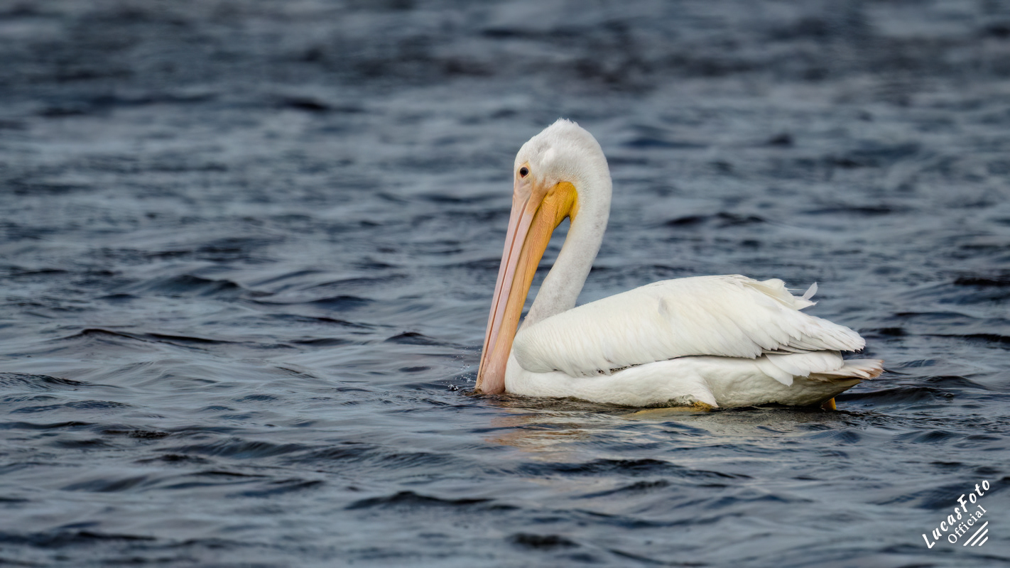American White Pelican