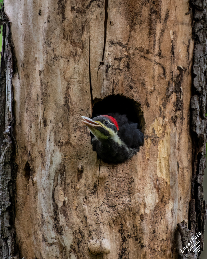 Pileated Woodpecker