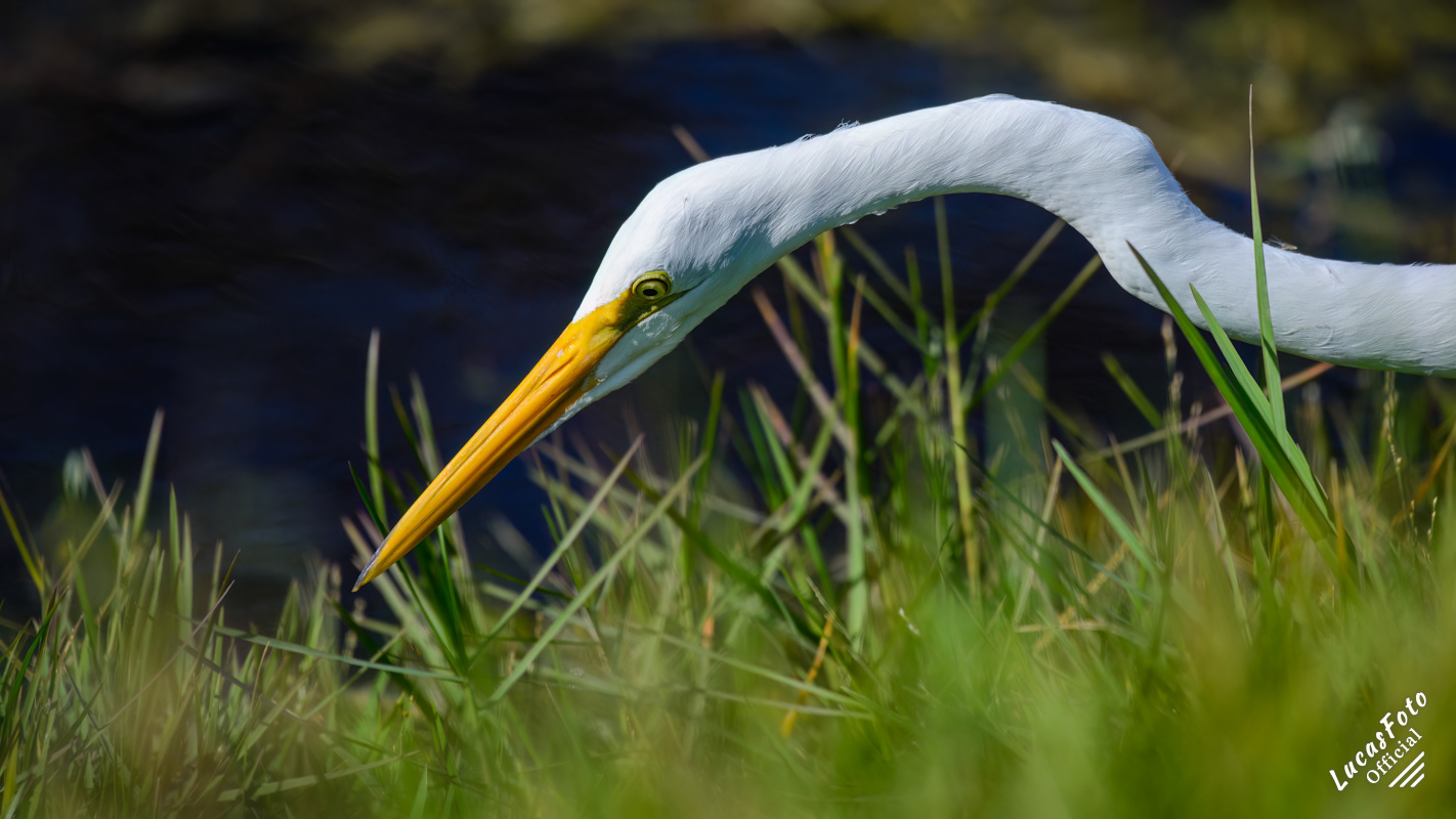 Great Egret