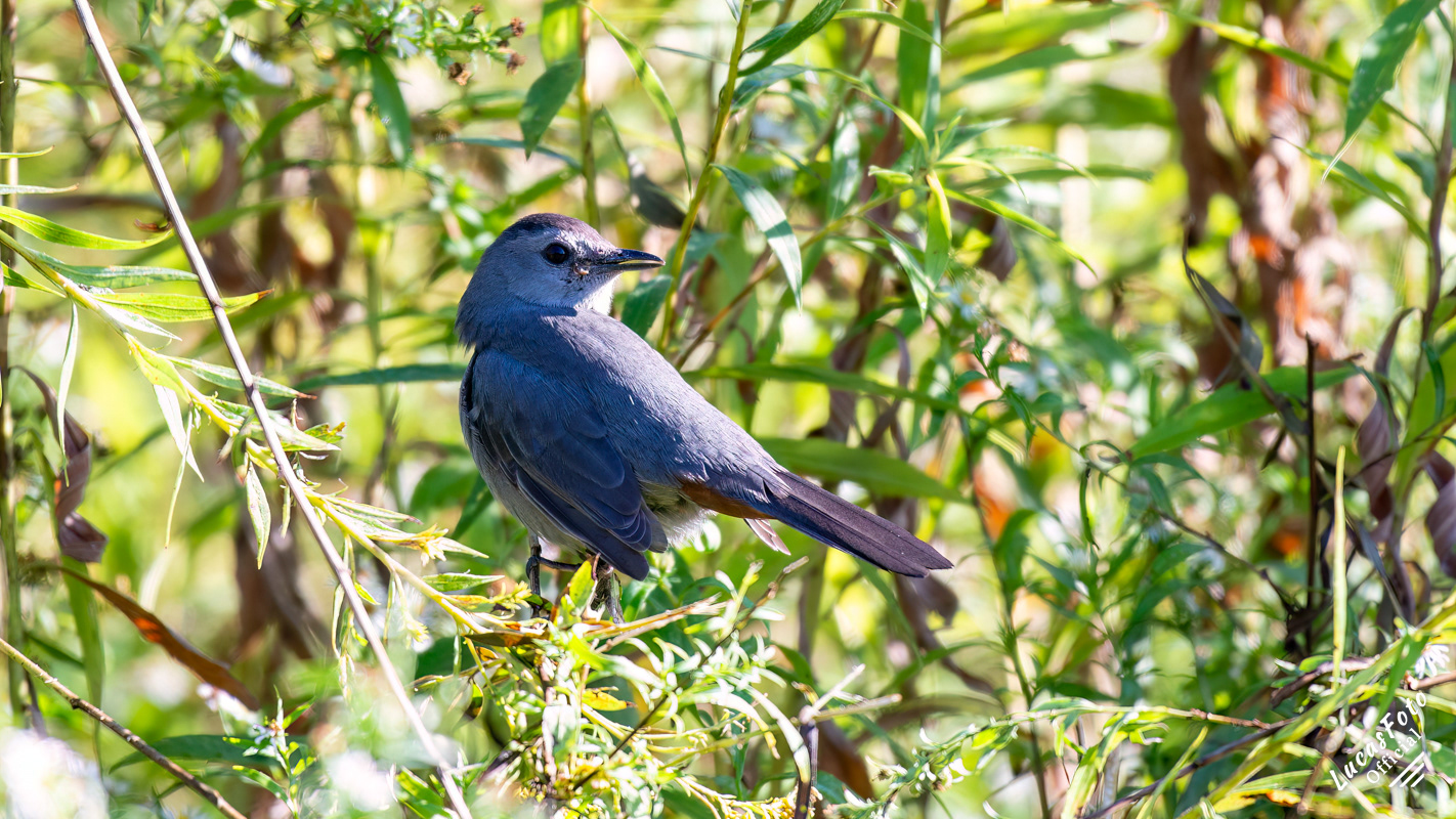 Gray Catbird