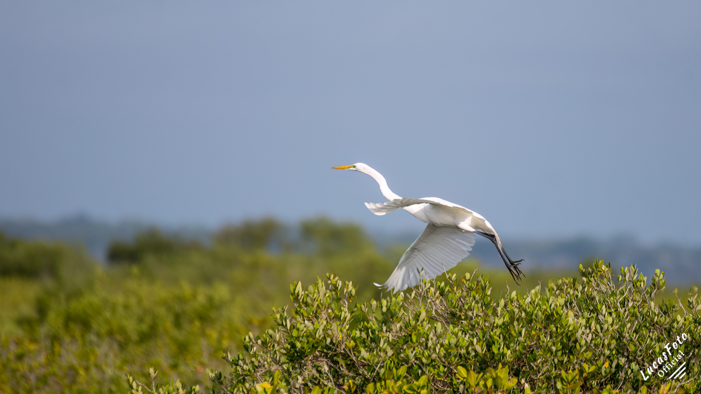 Great Egret