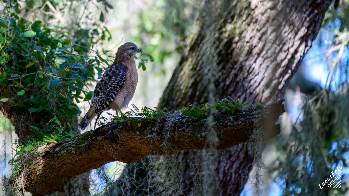 Red-shouldered Hawk