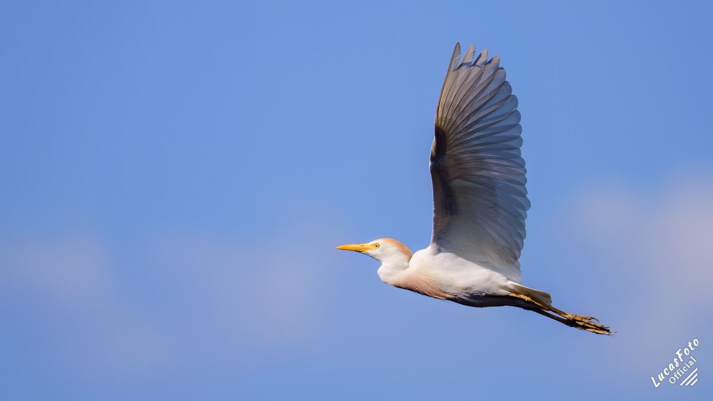 Cattle Egret