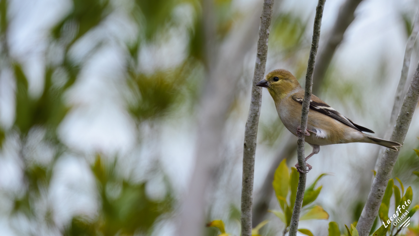 American Goldfinch