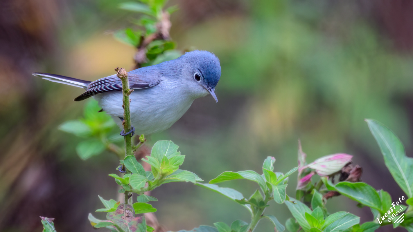 Blue-gray Gnatcatcher