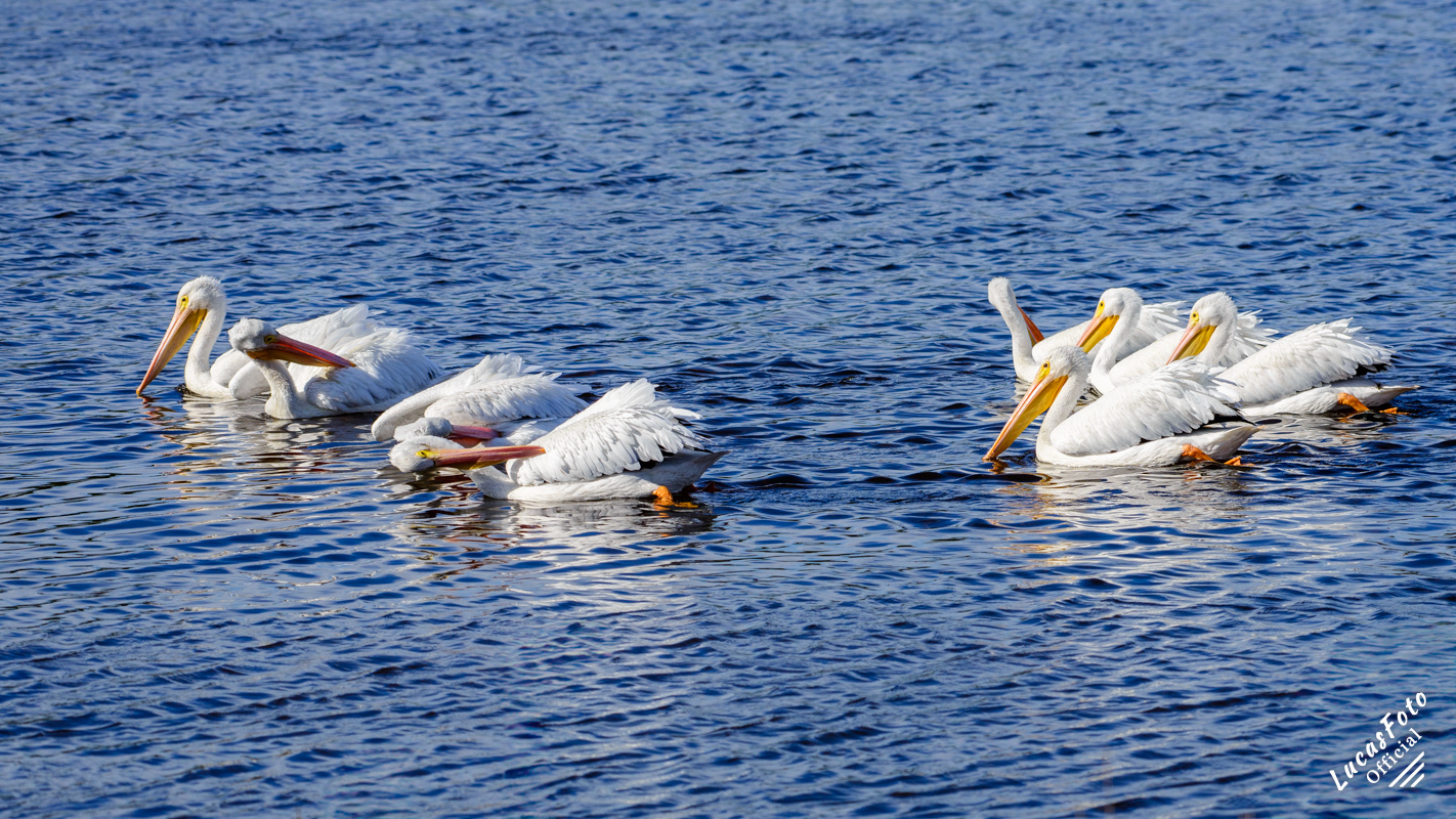American White Pelican