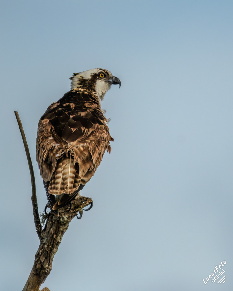 Osprey