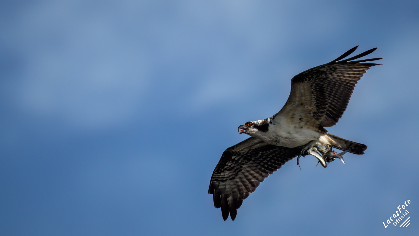Osprey